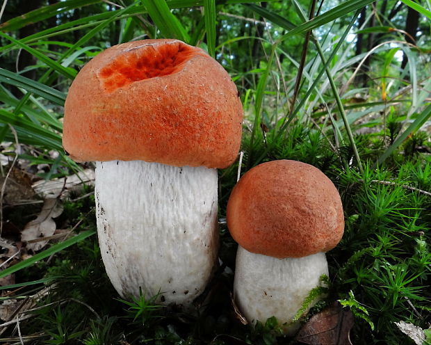 kozák osikový Leccinum albostipitatum den Bakker & Noordel.