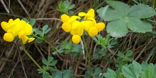 ľadenec rožkatý Lotus corniculatus L.