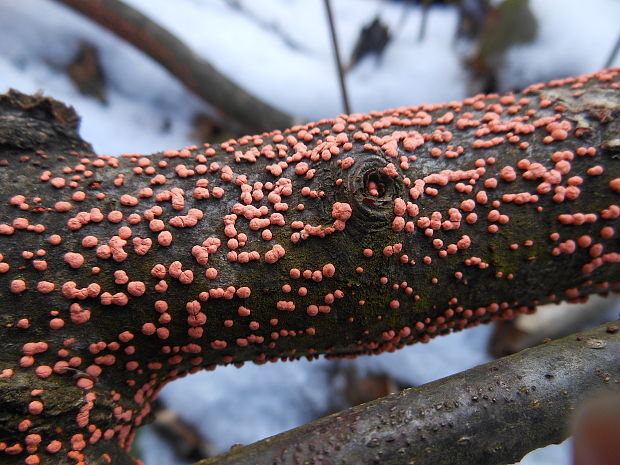 hlivka červená Nectria cinnabarina (Tode) Fr.