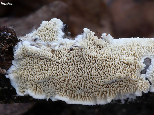 struháčik blanitý Radulomyces molaris (Chaillet ex Fr.) M.P. Christ.