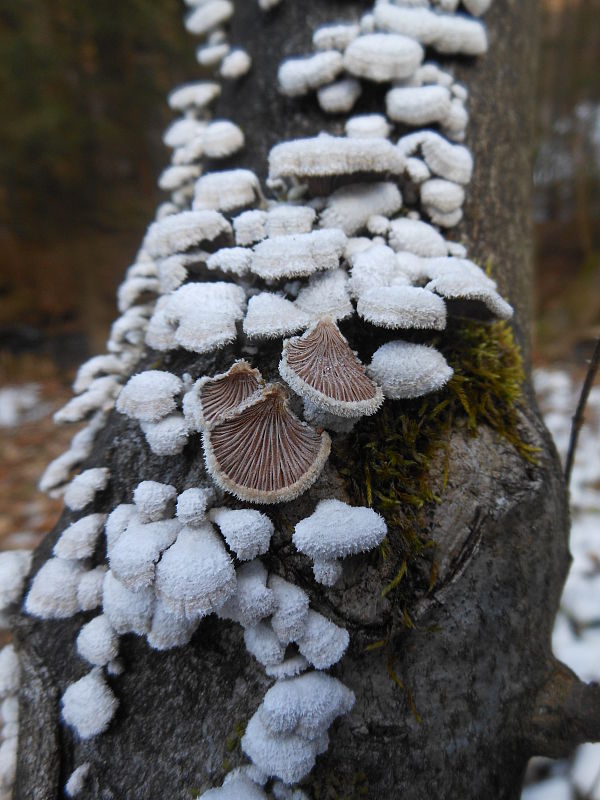 klanolupeňovka obyčajná Schizophyllum commune Fr.