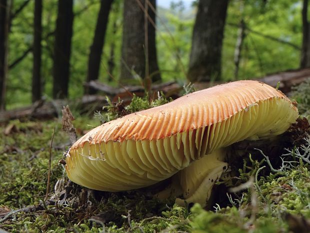 muchotrávka cisárska Amanita caesarea (Scop.) Pers.