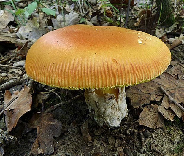 muchotrávka cisárska Amanita caesarea (Scop.) Pers.