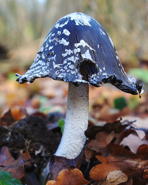 hnojník strakatý Coprinopsis picacea (Bull.) Redhead, Vilgalys & Moncalvo