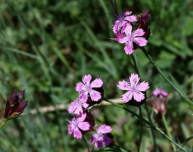 klinček kartuziánsky Dianthus carthusianorum L.