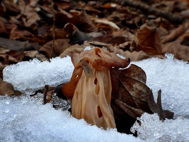 chriapač kučeravý Helvella crispa (Scop.) Fr.