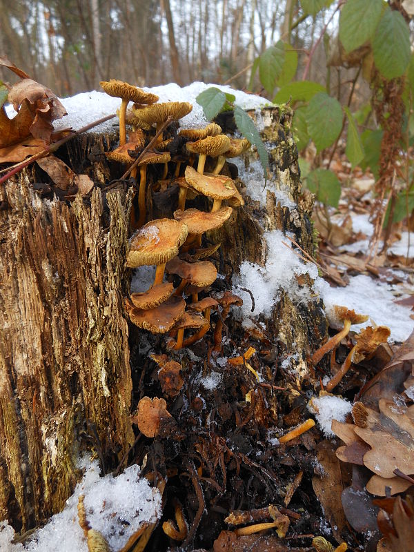 strapcovka zväzkovitá Hypholoma fasciculare (Huds.) P. Kumm.