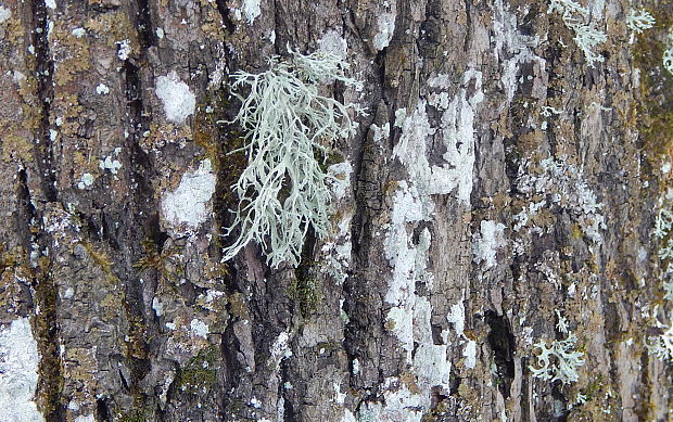 stužkovec Ramalina sp. Ach.