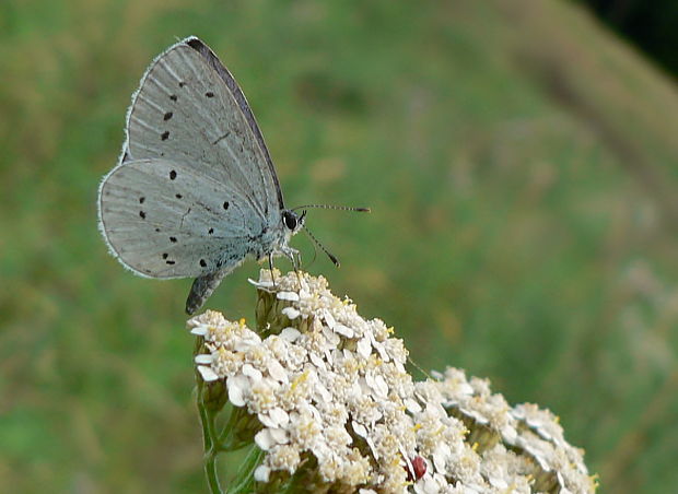 modráčik krušinový Celastrina argiolus L., 1758