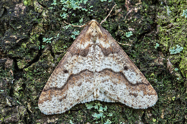 piadivka zimná - samec  Erannis defoliaria