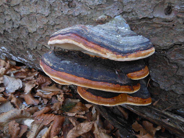 práchnovček pásikavý Fomitopsis pinicola (Sw.) P. Karst.