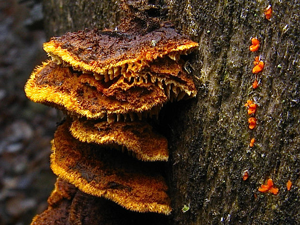 trámovka plotová/trámovka plotní Gloeophyllum sepiarium (Wulfen) P. Karst.