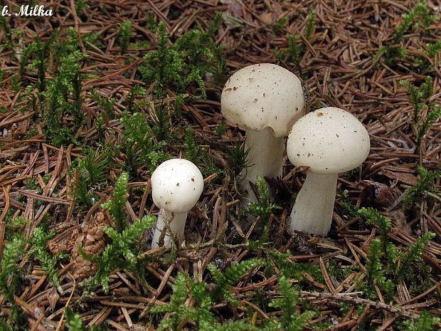 šťavnačka slonovinová Hygrophorus eburneus (Bull.) Fr.