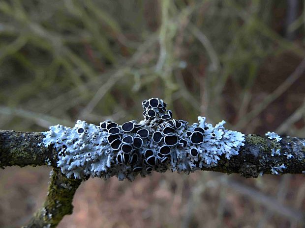 fyscia popolavá Physcia aipolia