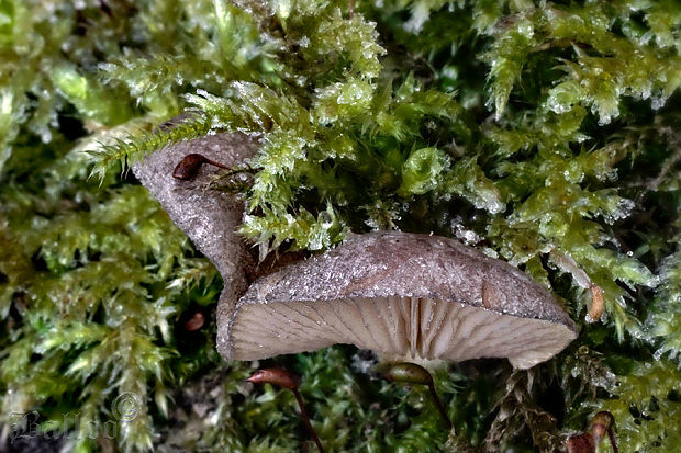 pňovka neskorá Sarcomyxa serotina (Pers.) P. Karst.