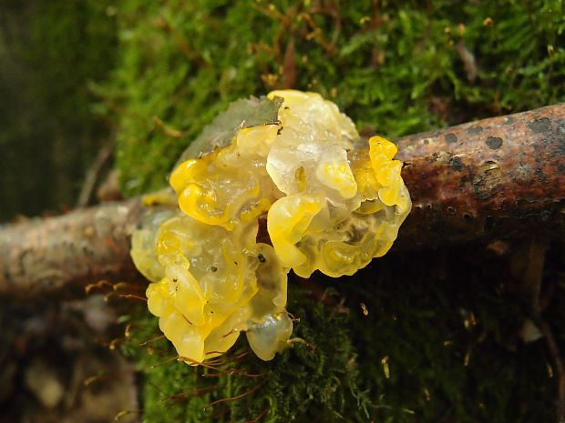 rôsolovka zlatožltá Tremella mesenterica Retz.