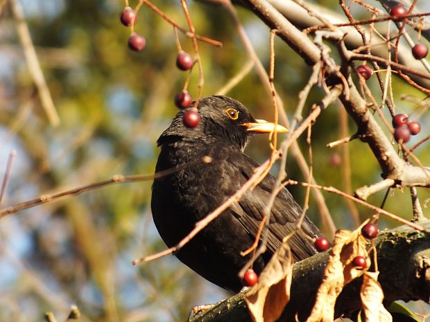 drozd čierny turdus merula