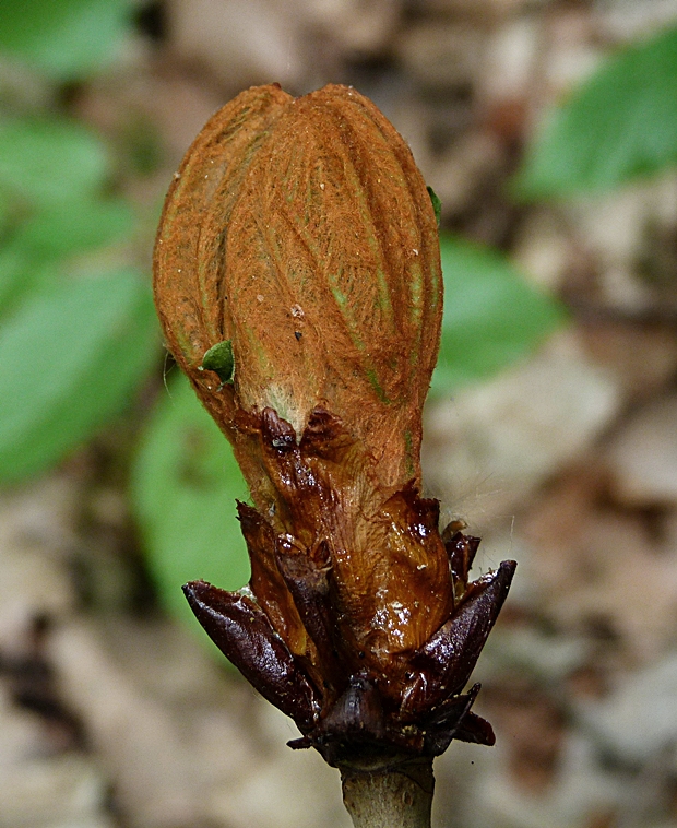 pagaštan konský Aesculus hippocastanum L.