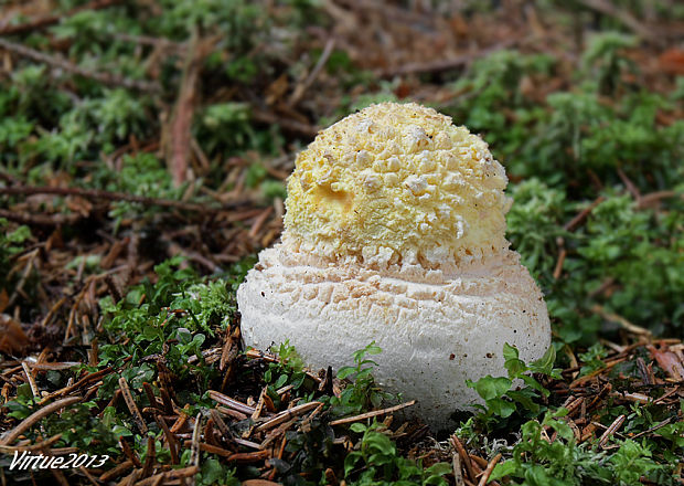 muchotrávka červená Amanita muscaria (L.) Lam.