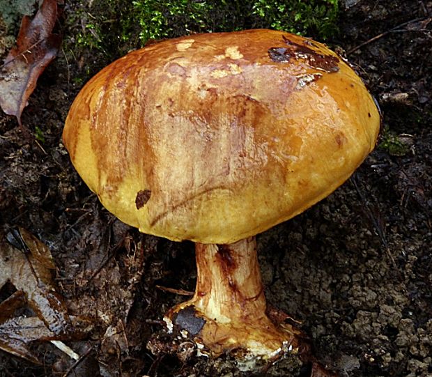 pavučinovec Cortinarius sp.