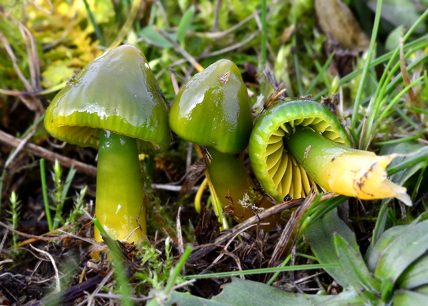 lúčnica žltozelená Gliophorus psittacinus (Schaeff.) Herink