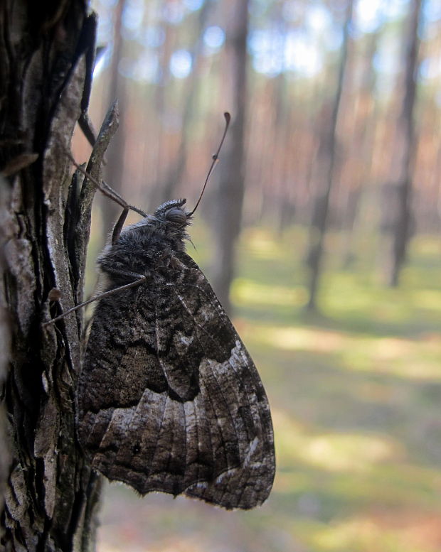 očkáň bielopásy Hipparchia alcyone