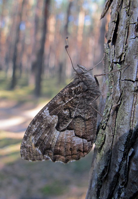 očkáň bielopásy Hipparchia alcyone