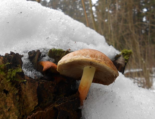 strapcovka Hypholoma sp.