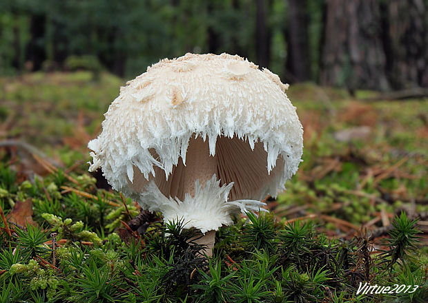 bedľa Macrolepiota sp.