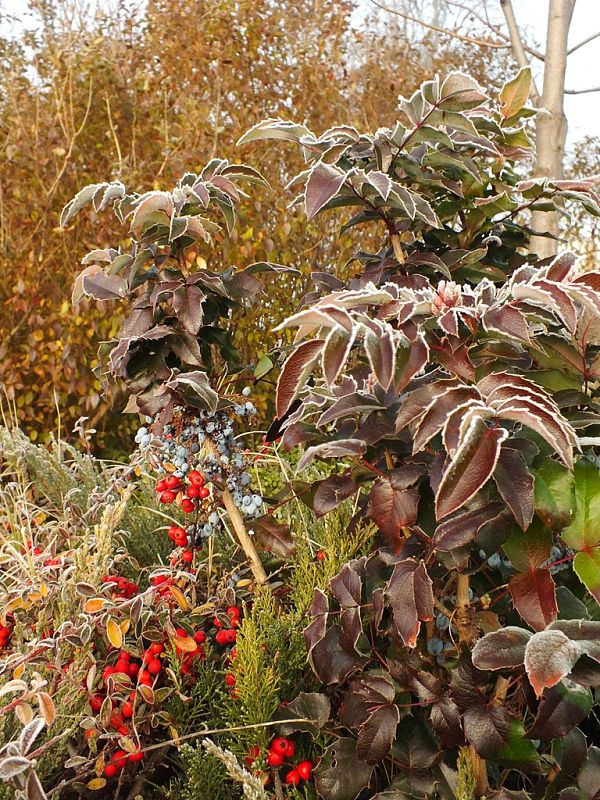 mahónia ostrolistá Mahonia aquifolium (Pursh) Nutt.