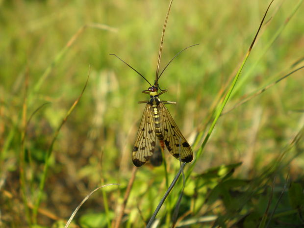 srpica obyčajná Panorpa communis