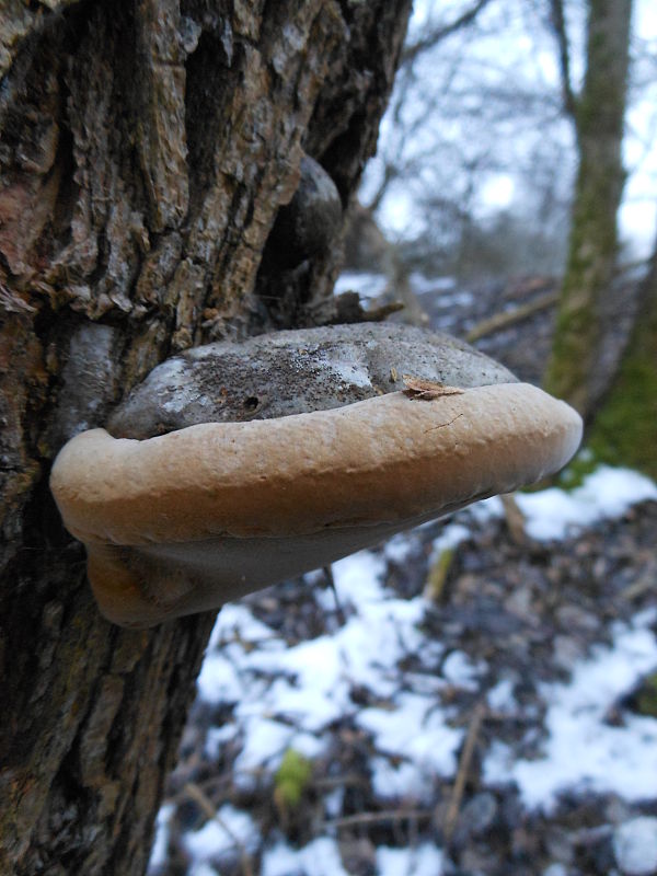 ohňovec obyčajný Phellinus igniarius (L.) Quél.