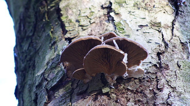 hliva ustricovitá Pleurotus ostreatus (Jacq.) P. Kumm.