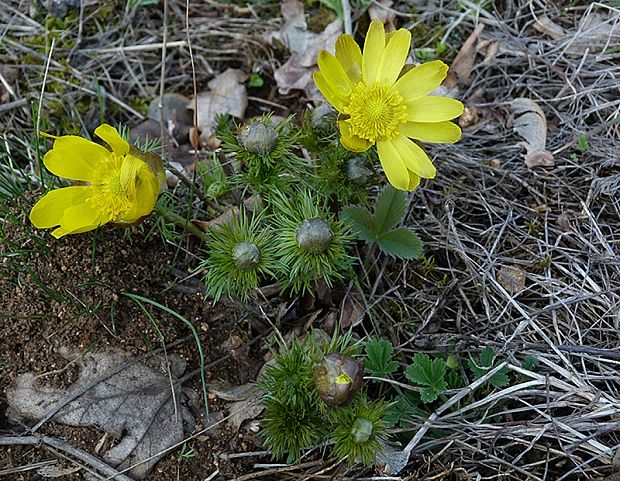 hlaváčik jarný Adonis vernalis L.