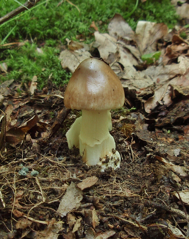 muchotrávka Amanita sp.