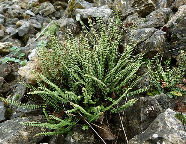 slezinník červený Asplenium trichomanes L. emend. Huds.