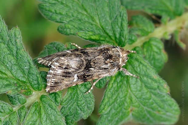 mora pyšteková Calophasia lunula