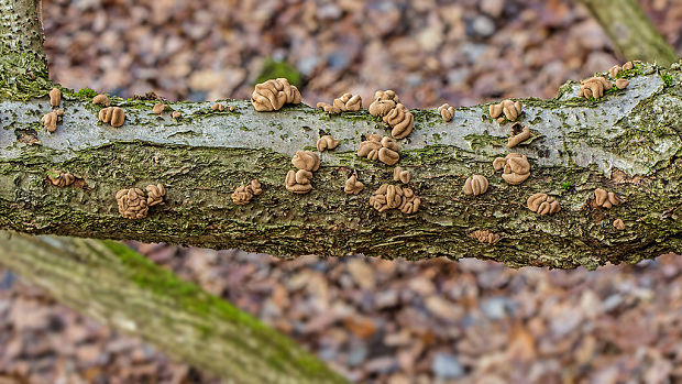 dutinovka otrubnatá Encoelia furfuracea (Roth) P. Karst.