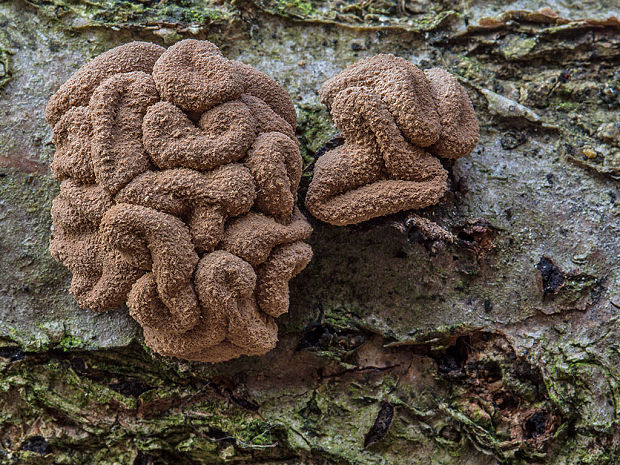 dutinovka otrubnatá Encoelia furfuracea (Roth) P. Karst.