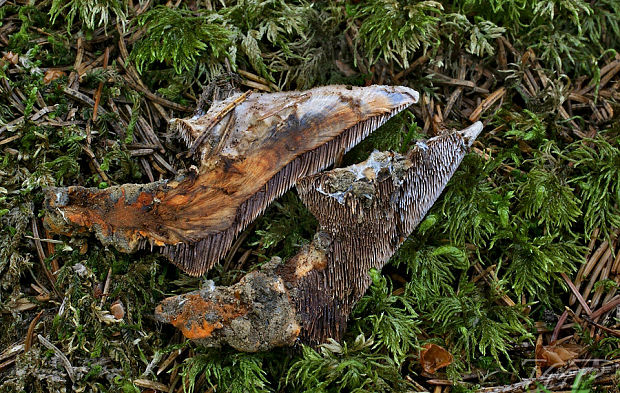 jelenkovka modrastá Hydnellum caeruleum (Hornem.) P. Karst.