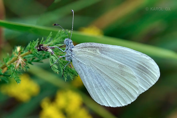 mlynárik Leptidea sinapis/juvernica