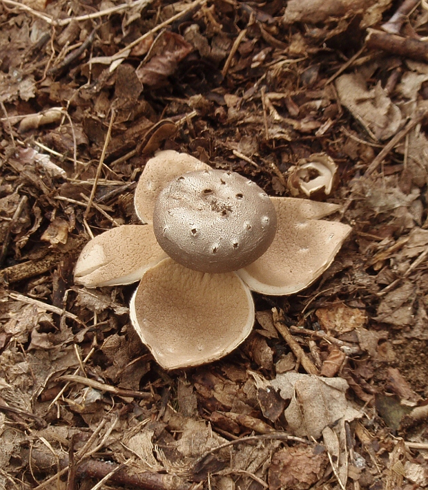 mnohokrčka dierkovaná Myriostoma coliforme (Dicks.) Corda