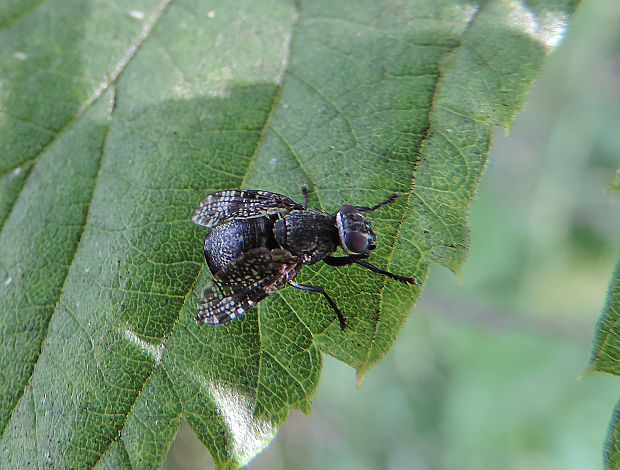 temnuška čiernonohá / temnatka běžná Platystoma seminationis Fabricius, 1775