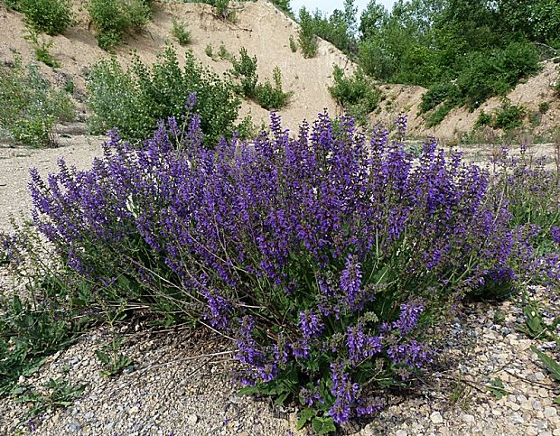 šalvia lúčna Salvia pratensis L.