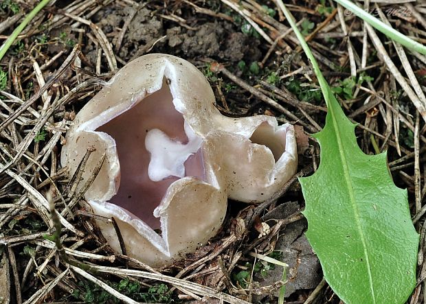 tulipánovka fialová Sarcosphaera coronaria (Jacq.) J. Schröt.