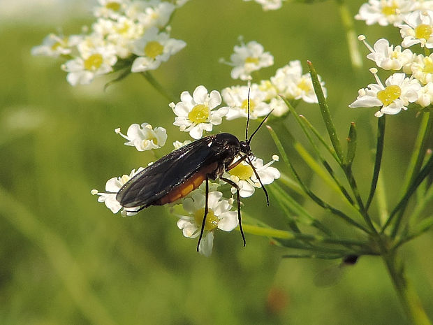 smútivka / smutnice Sciara sp.