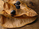 jeseňovec metlinatý