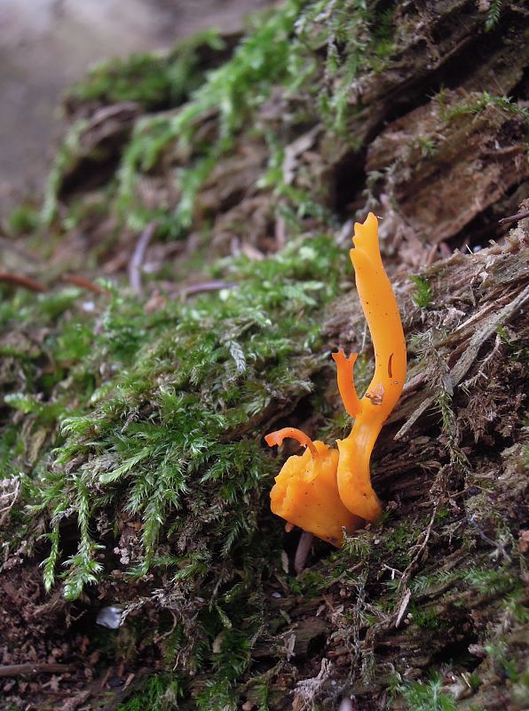 parôžkovec lepkavý Calocera viscosa (Pers.) Fr.