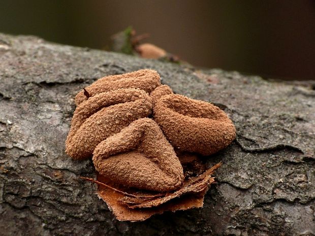 dutinovka otrubnatá Encoelia furfuracea (Roth) P. Karst.