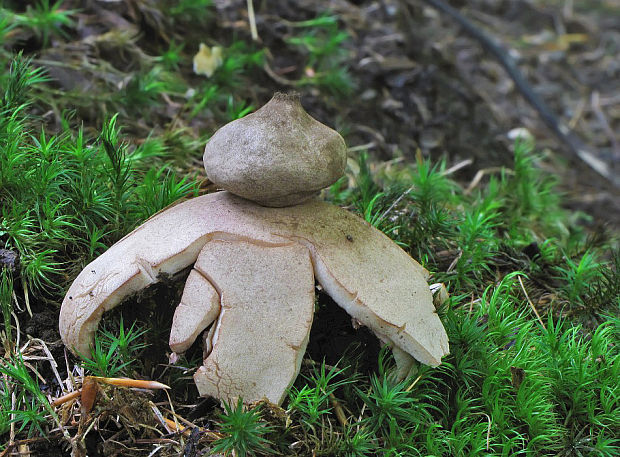 hviezdovka červenkastá Geastrum rufescens Pers.